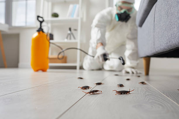 Post-Treatment Bed Bug Interceptor Monitoring in Bressler